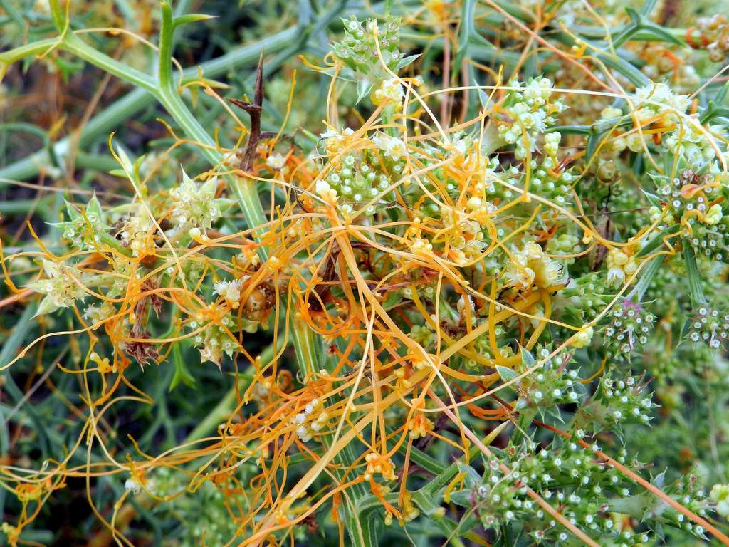 Cuscuta cesattiana / Cuscuta di Cesati